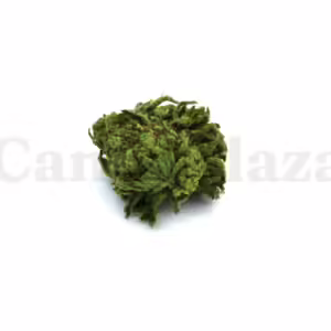 Super silver haze bestellen