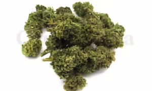 Sativa wiet bestellen