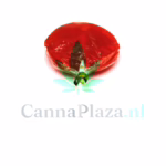 THC Framboos lolly THC Framboos lolly Image
