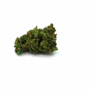 Tangie kopen