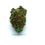 Amnesia Image