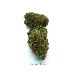 Chocolope kopen